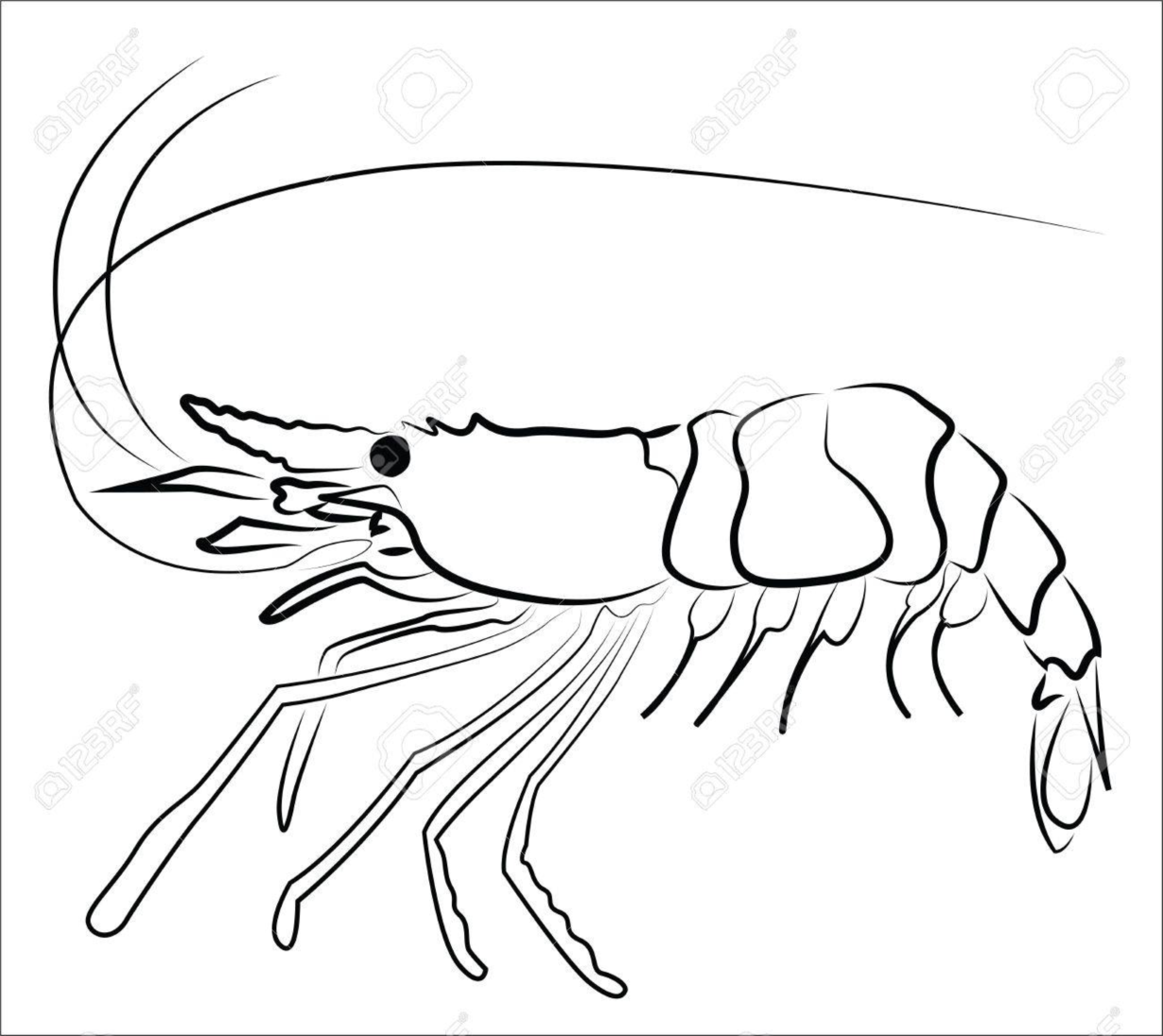 Loài vật nào có thân hình trong suốt và tinh nghịch?